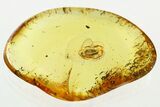 Detailed Fossil False Click Beetle (Throscidae) in Baltic Amber #330637-1
